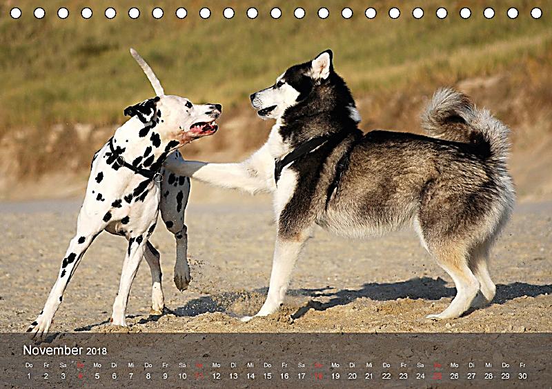 Hunde Spiele Kostenlos Jetzt Spielen