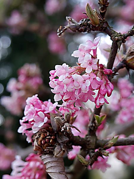 pflanze winterhart rosa bl�ten