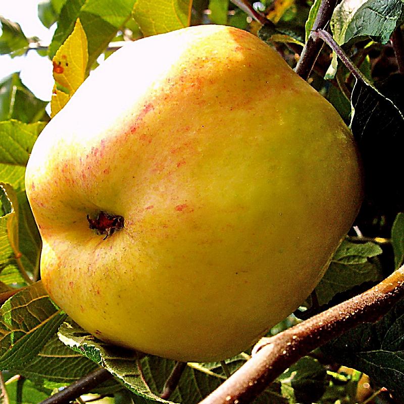 54+ Alte Sorten Apfelbaum, Bäume in der wiese (streuobstwiesen)