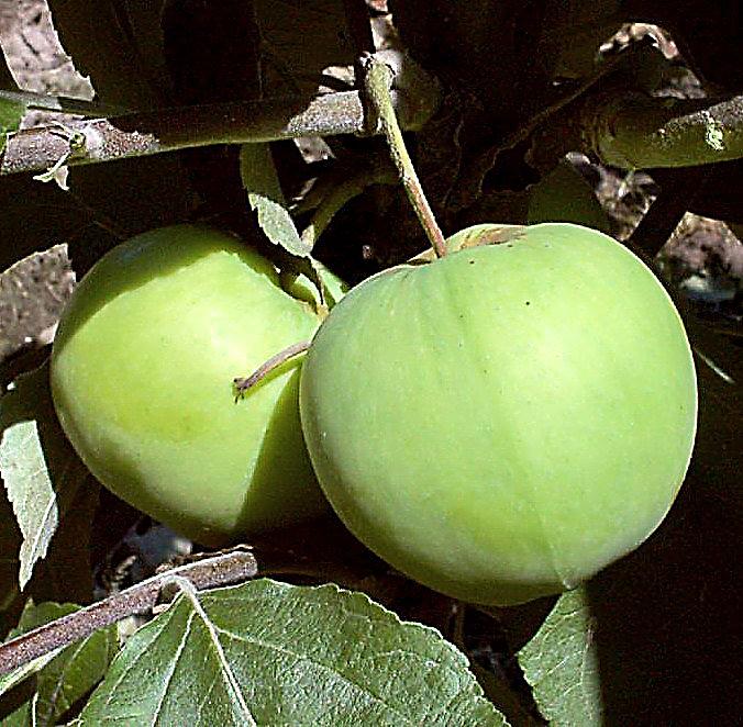 3er Set Apfelbaum alte Sorten, Klarapfel, Dülmener Rosen, Roter Boskop