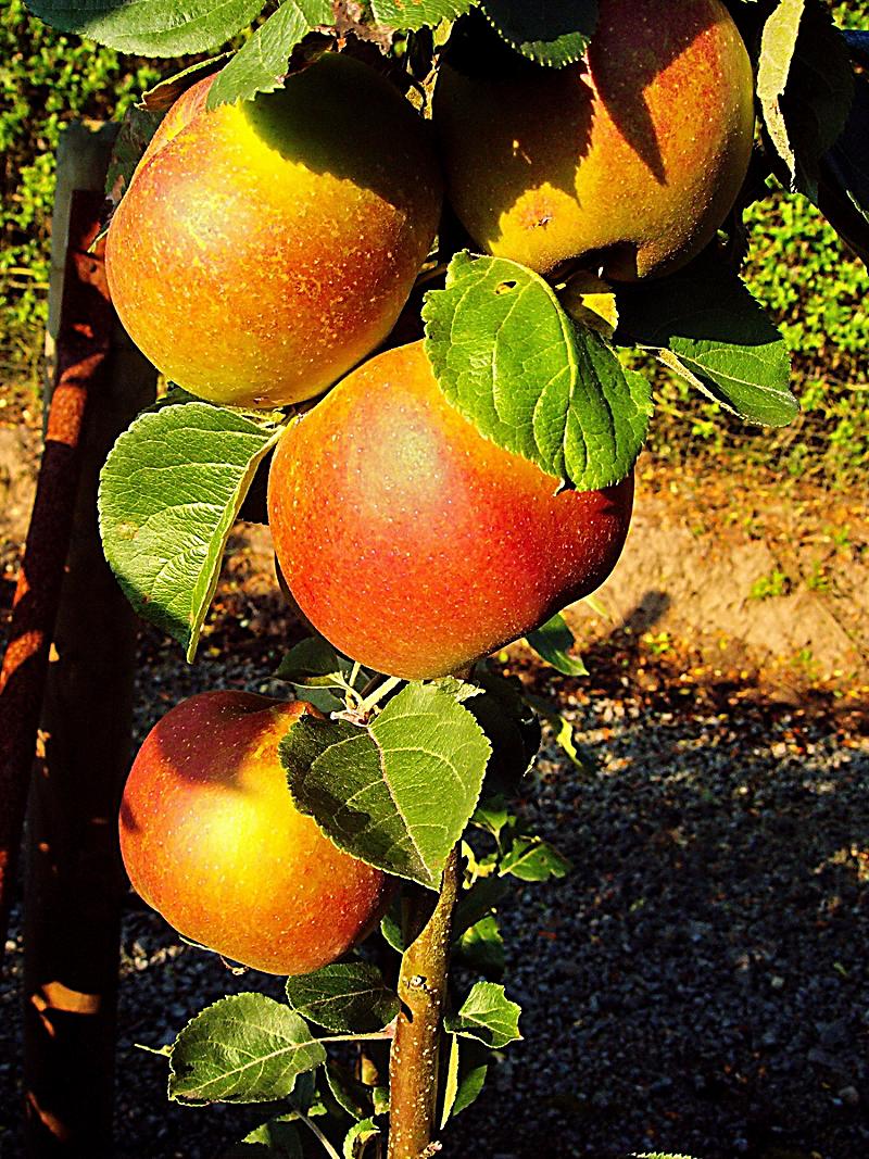 3er Set Apfelbaum alte Sorten, Klarapfel, Dülmener Rosen, Roter Boskop