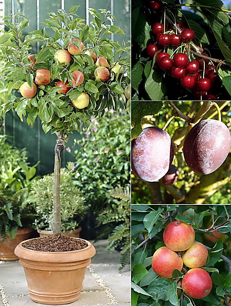 3er Set selbstfruchtender ObstbaumSorten, bestehend aus Pflaume