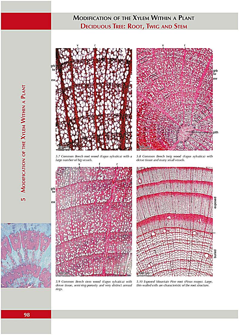 download Optical Fibers for