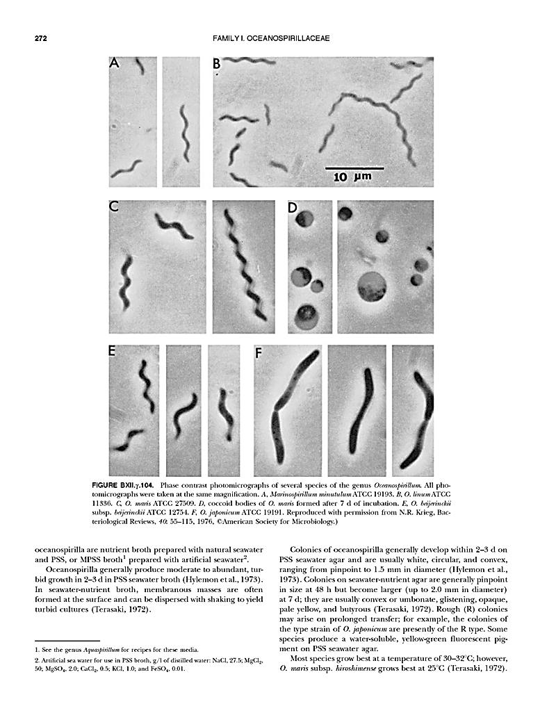 Bergey's Manual of Systematic Bacteriology Vol.2 B Bergey's Manual® of Systematic Bacteriology Buch
