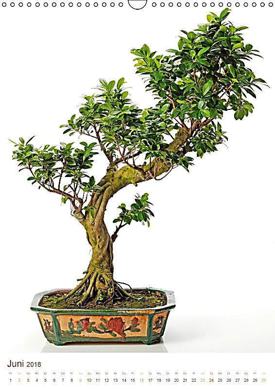 bonsai zierliche baumkunst aus japan wandkalender 193934501