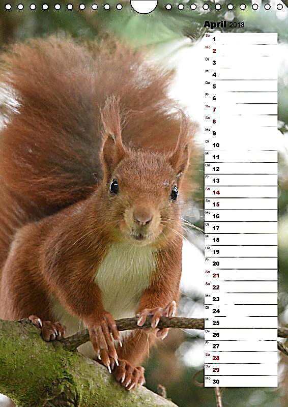 eichhörnchen  kleine tiere große liebe wandkalender 2018
