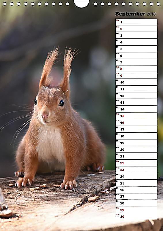 eichhörnchen  kleine tiere große liebe wandkalender 2018