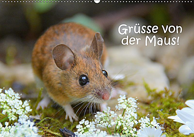 Nudelauflauf Von Der Maus — Rezepte Suchen