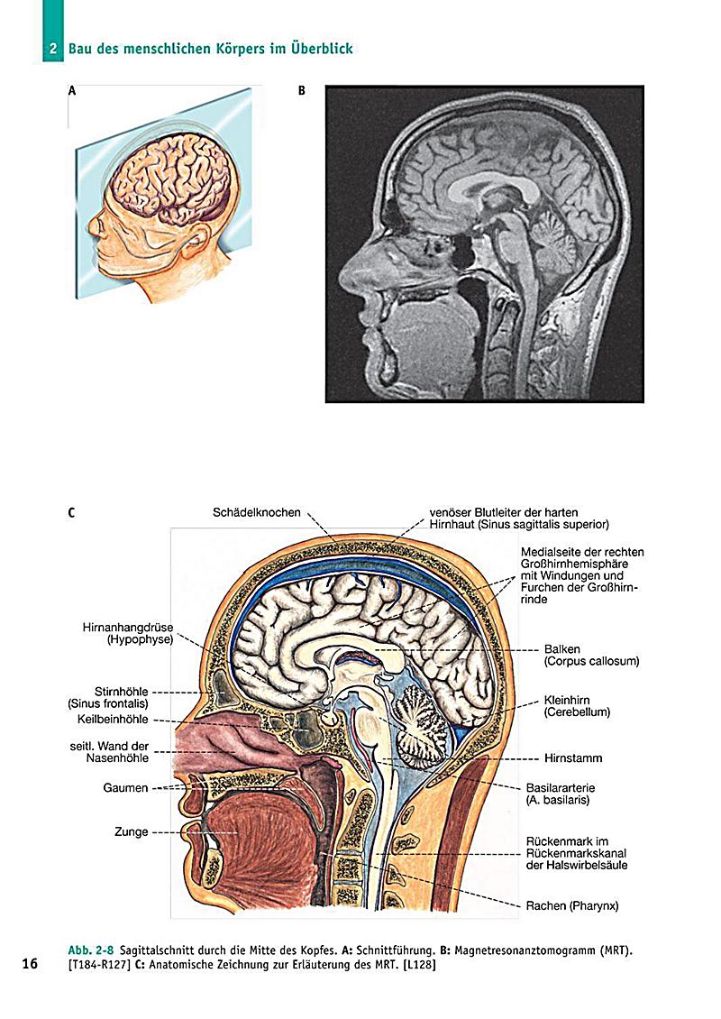 Handbuch Anatomie Buch jetzt bei Weltbild.ch online bestellen