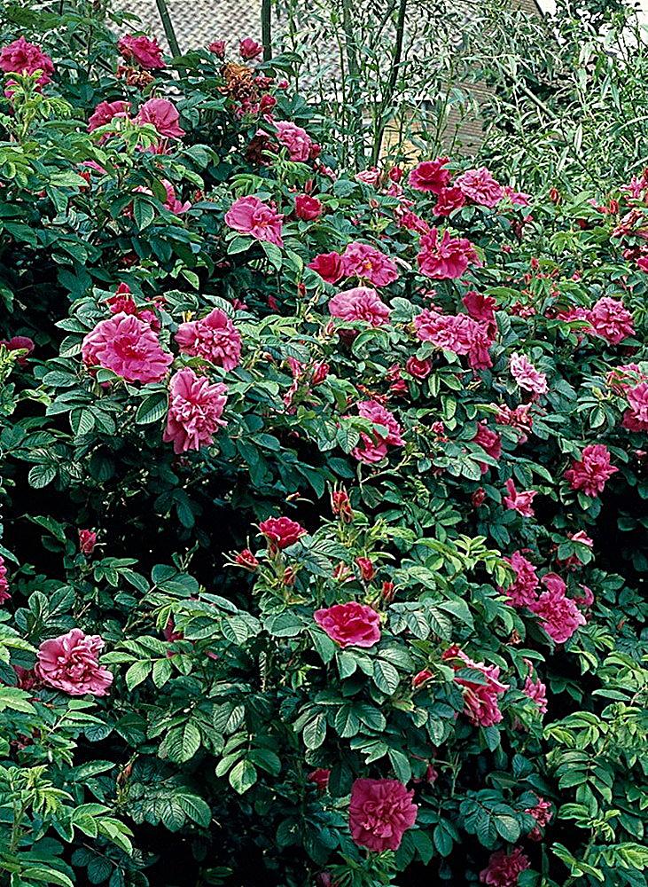 Heckenrose, rot blühend, 3 Pflanzen bestellen Weltbild.de