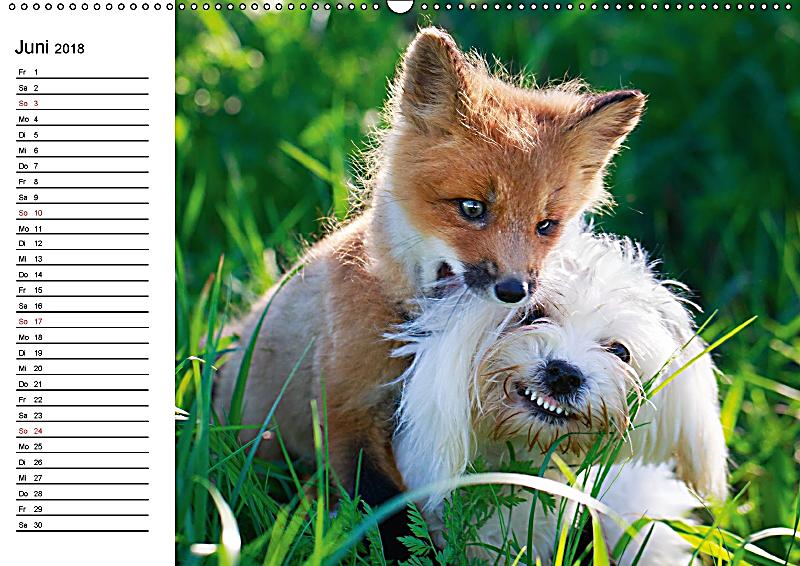 Hund, Fuchs und Co. Reizende Freunde Wandkalender 2018 DIN A2 quer