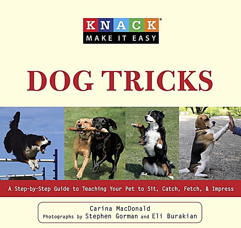 Dog Agility Training Basics Dog Agility Training Basics