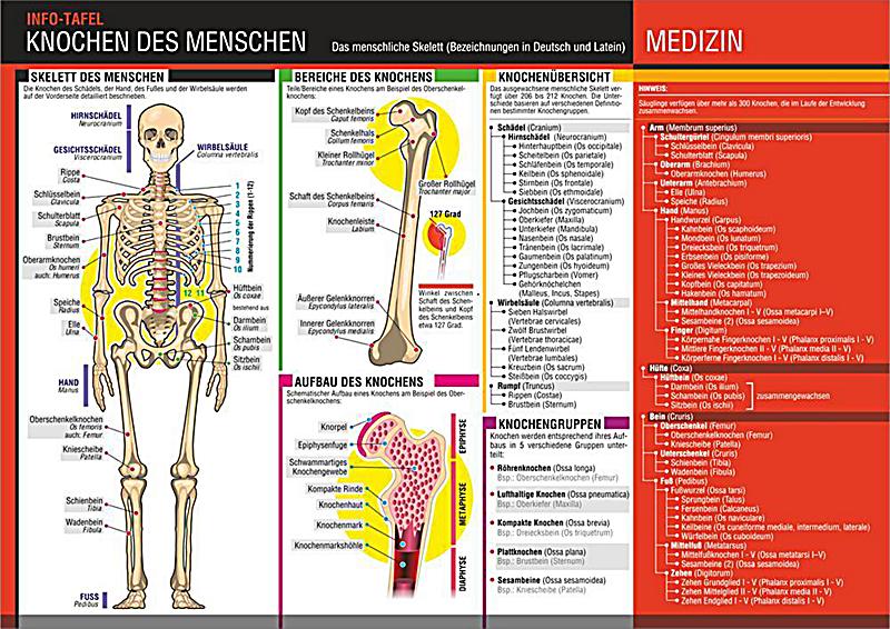 Alle Knochen Des Menschen Pdf www.weltbild.de