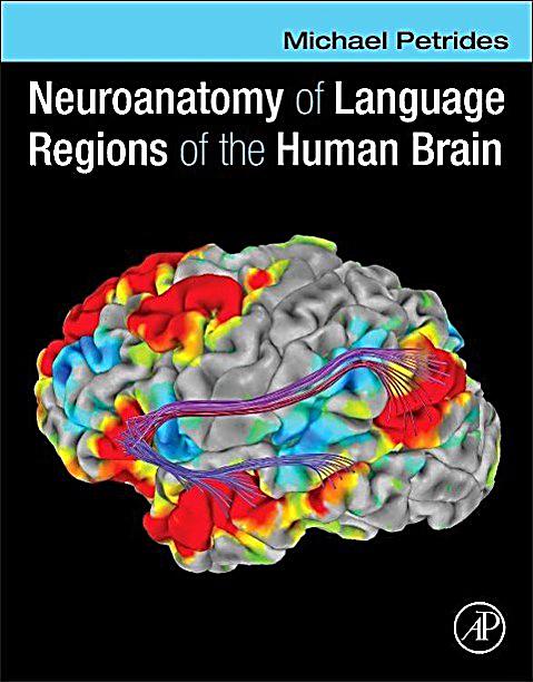 regions of the brain Large regions of the brain much of the cerebrum is involved in the processing of somatic sensory and motor information as well as all conscious thoughts and intellectual functions the outer cortex of the cerebrum is composed of gray matter . regions of the brain Large regions of the brain much of the cerebrum is involved in the processing of somatic sensory and motor information as well as all conscious thoughts and intellectual functions the outer cortex of the cerebrum is composed of gray matter .