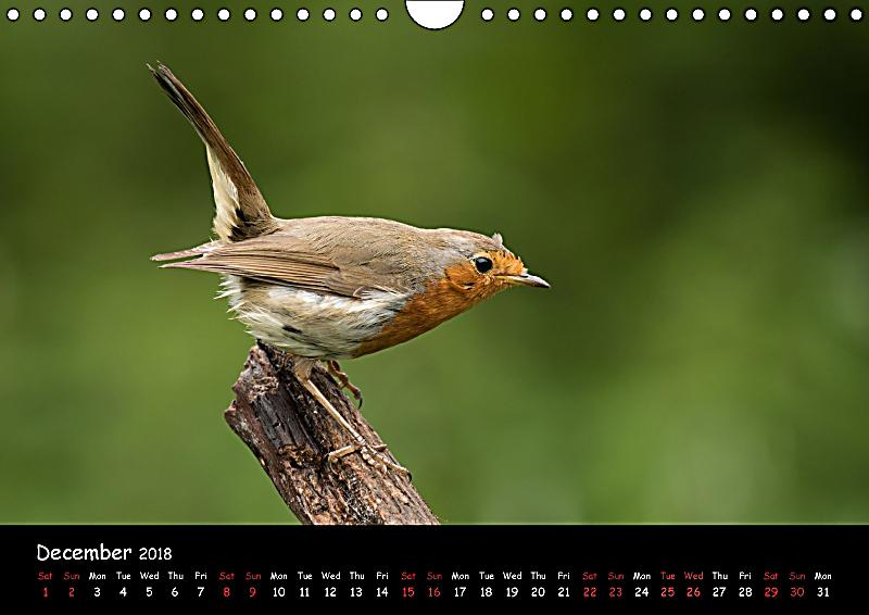 Bird kingdom coupon 2018