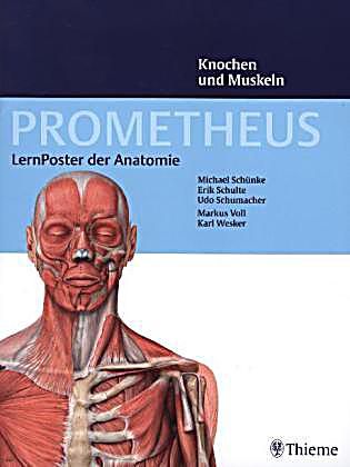 Prometheus Lernposter Der Anatomie Knochen Und Muskeln Poster