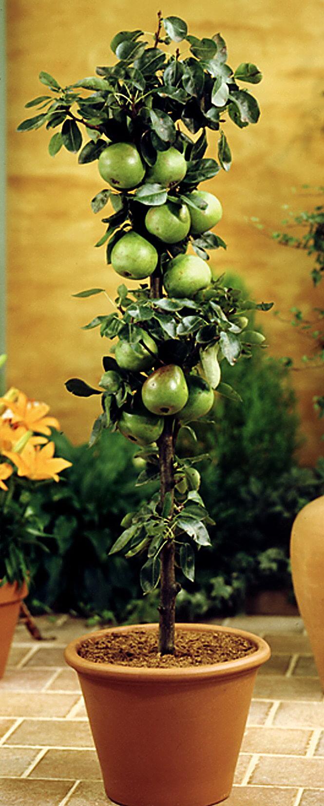Säulenbirne Condo, 1Stück jetzt bei Weltbild.de bestellen
