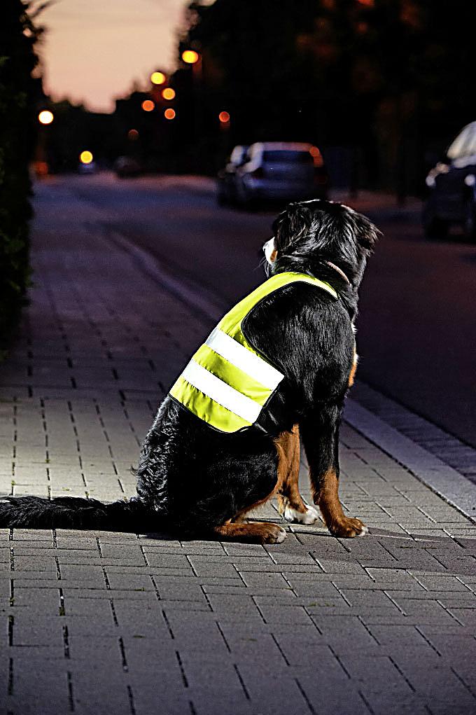 Sicherheitsweste Hund Größe L XL jetzt bei Weltbild.de bestellen