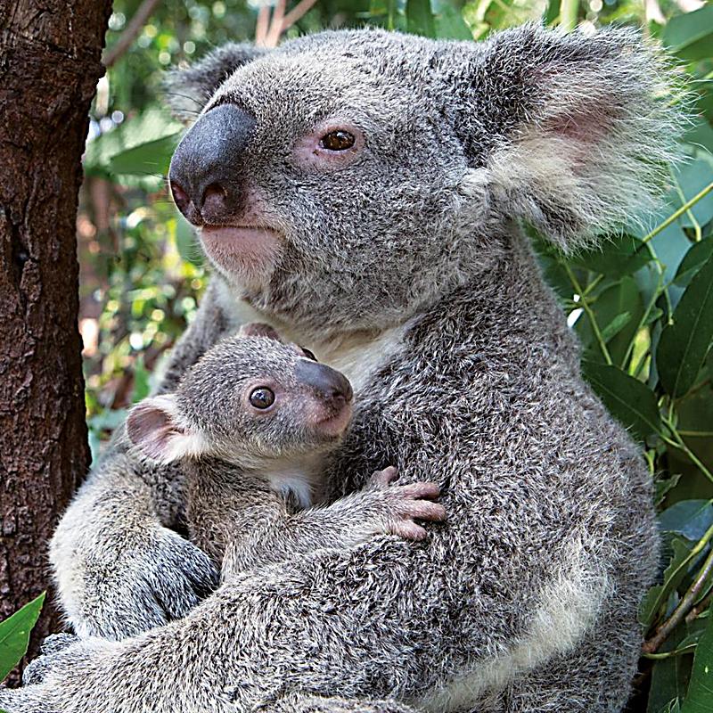 Tierbabys Tierbabys