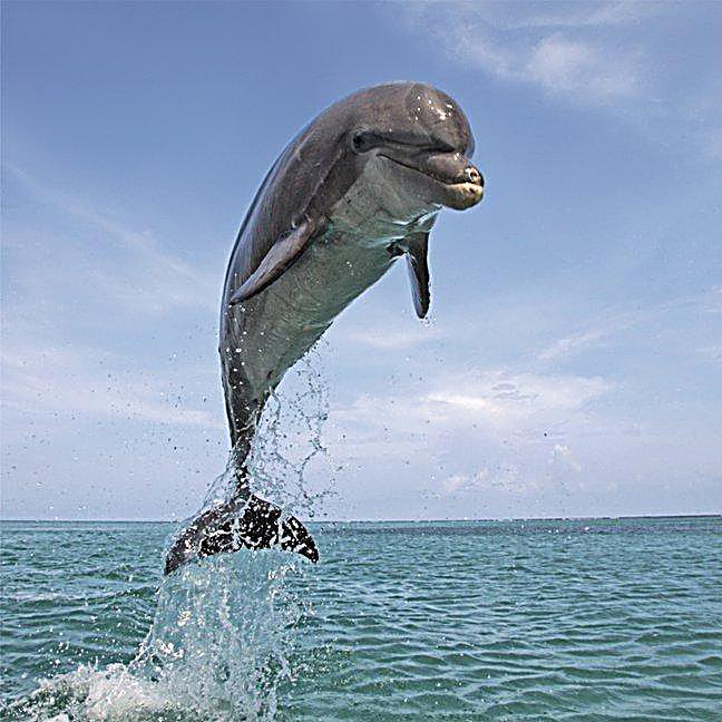 Delfinspiele
