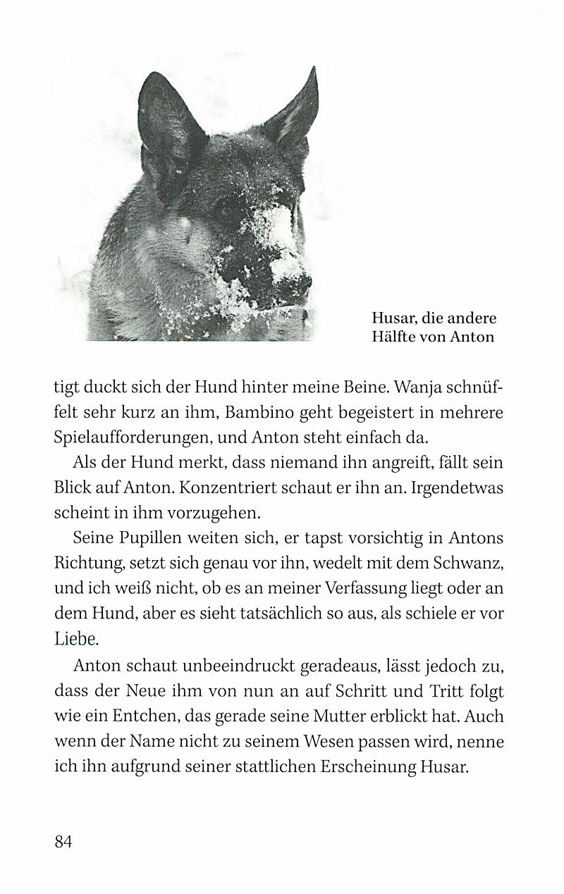 Wanja und die wilden Hunde Buch bei Weltbild.de online bestellen