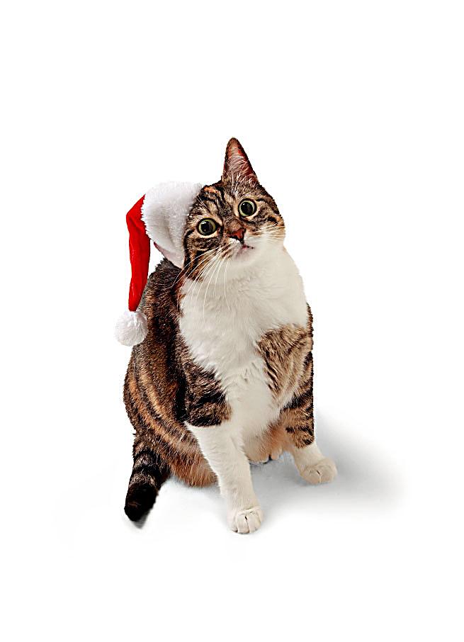 Weihnachtsmütze für Hunde &amp; Katzen, Größe SM Weltbild.at