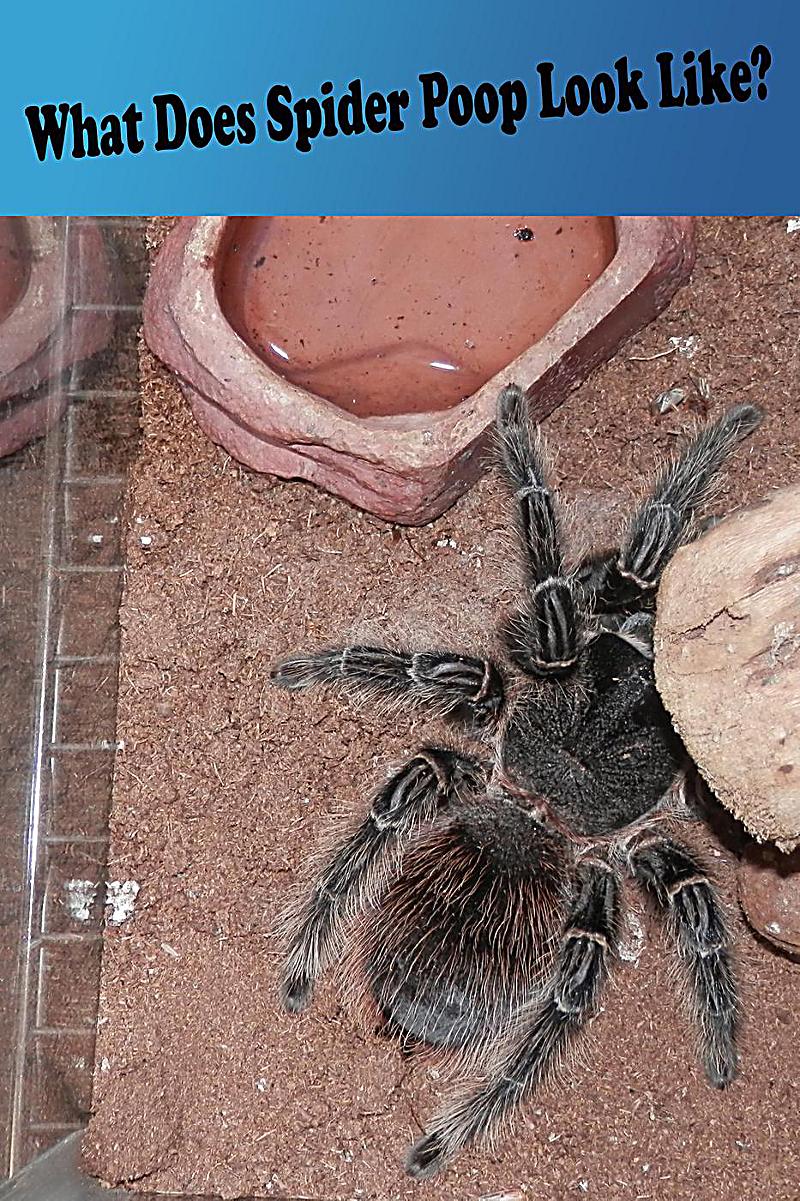 What Does Spider Poop Look Like? ebook jetzt bei Weltbild.at