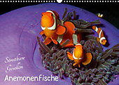 Anemonenfische - Streitbare Gesellen (Wandkalender 2020 DIN A3 quer) - Kalender - Ute Niemann,