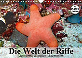 Die Welt der Riffe. Seesterne, Korallen, Anemonen (Wandkalender 2021 DIN A4 quer) - Kalender - Elisabeth Stanzer,