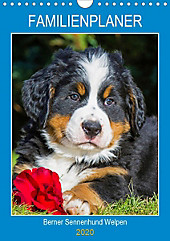 Familienplaner Berner Sennenhund Welpen (Wandkalender 2020 DIN A4 hoch) - Kalender - Sigrid Starick,