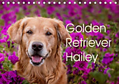 Golden Retriever Hailey Fotokalender (Tischkalender 2020 DIN A5 quer) - Kalender - Daniela Hofmeister,