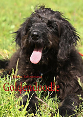 Goldendoodle - eBook - Theres Behnemann,