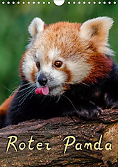 Roter Panda (Wandkalender 2020 DIN A4 hoch)