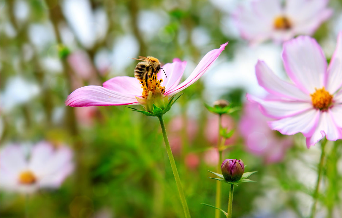 So Schaffen Sie Ein Bienen Paradies Summ Summ Summ Im Garten