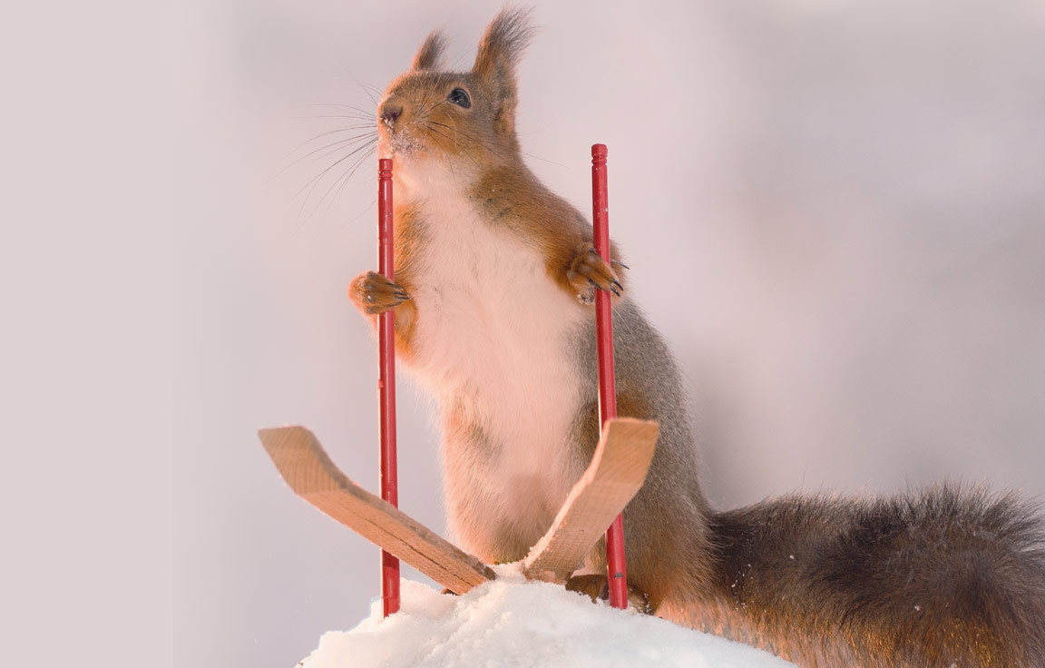 Geschenkbuch "Weihnachten bei den Eichhörnchen" - Eichhörnchen fährt Ski
