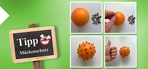 Bild Mückenschutz Bild Mückenschutz