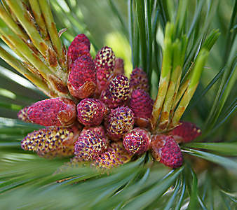 Zirbenknospen Zirbenknospen