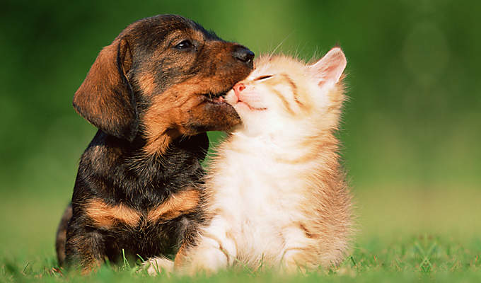 Tierbabys Katze und Hund Tierbabys Katze und Hund