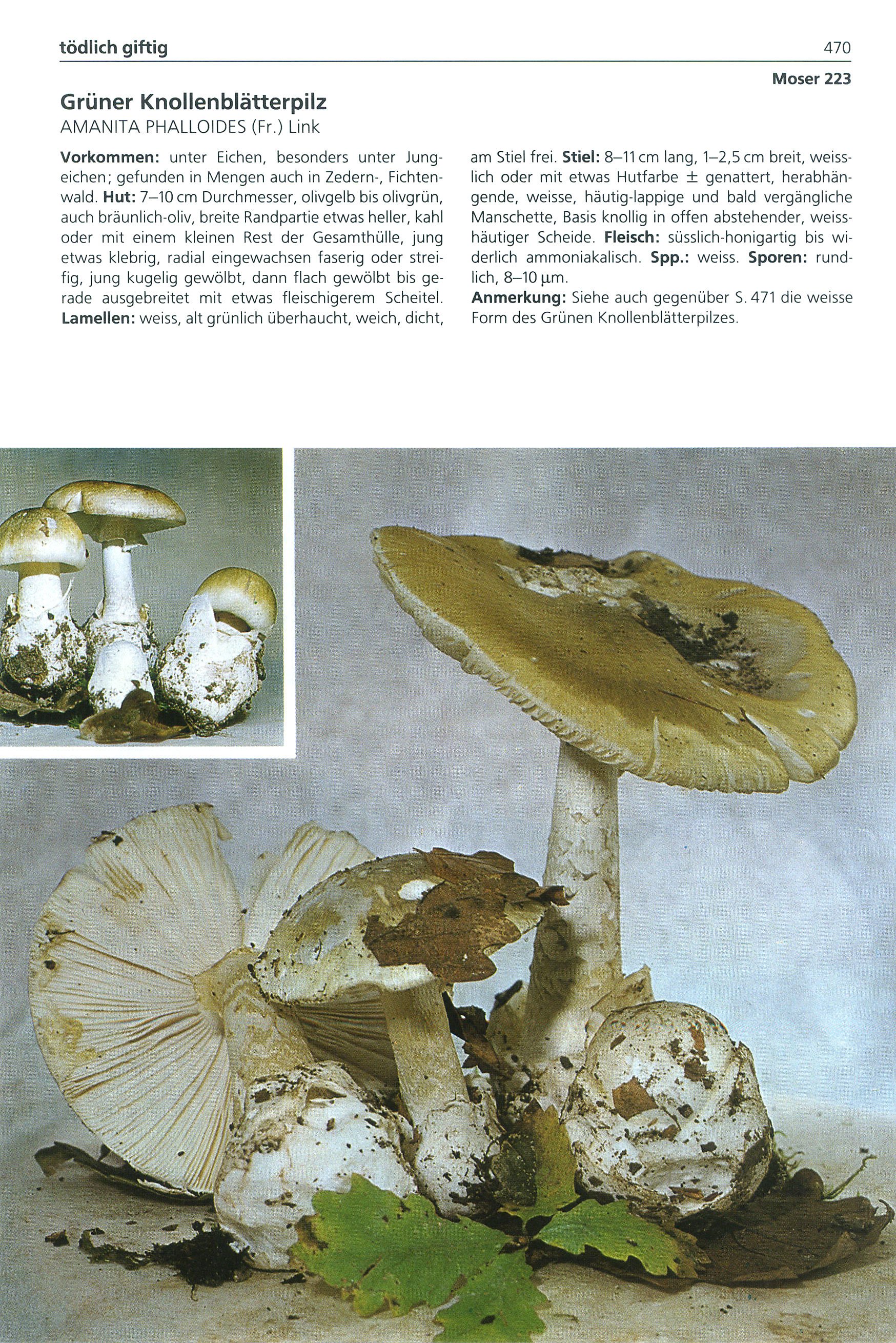 1200 Pilze einfach und sicher bestimmen Weltbild-Ausgabe versandkostenfrei