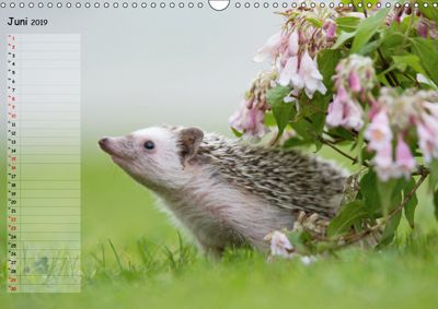 Afrikanische Weißbauchigel Wandkalender 2019 Din A3 Quer