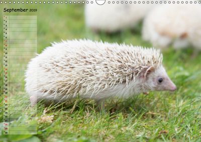 Afrikanische Weißbauchigel Wandkalender 2019 Din A3 Quer