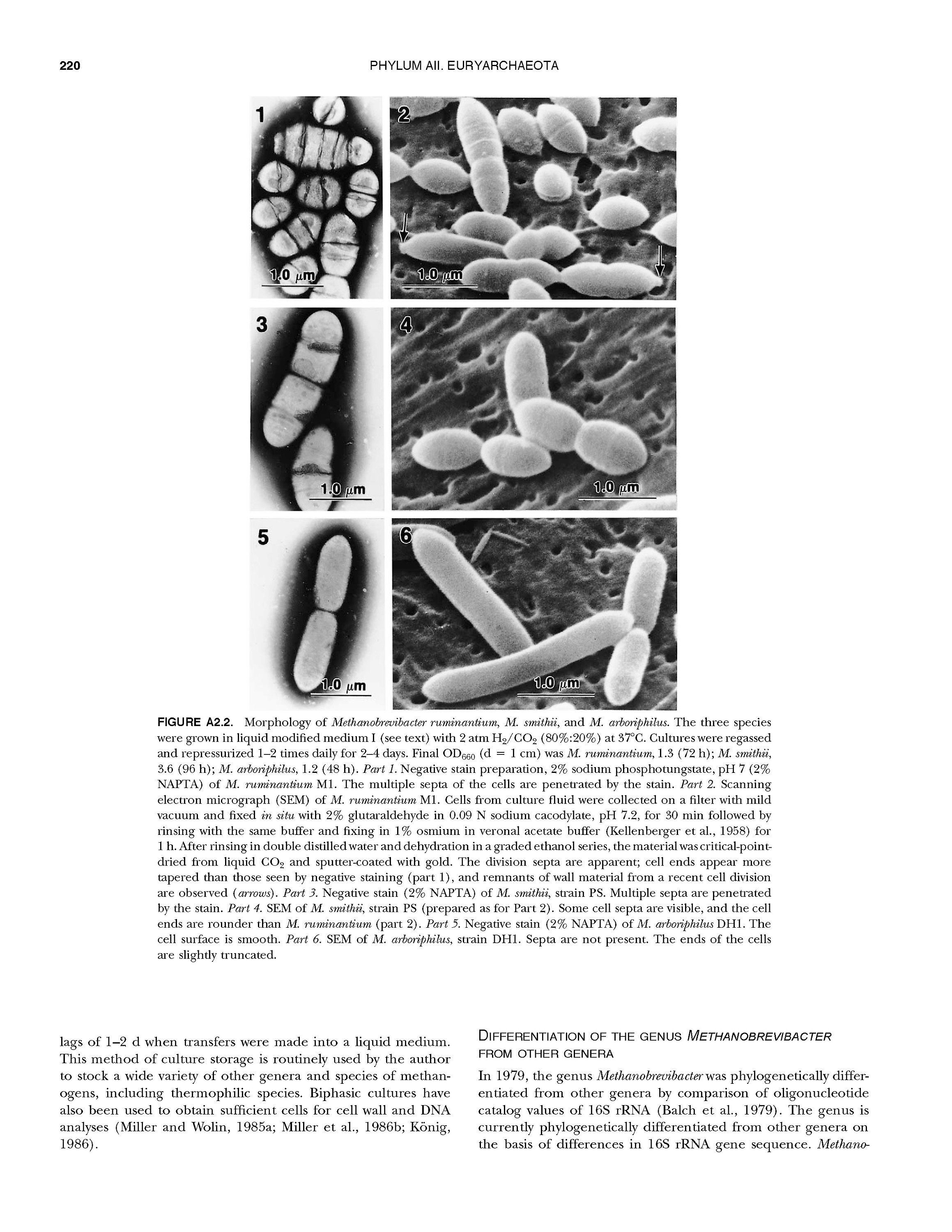 Bergey's Manual of Systematic Bacteriology: Vol.1 The Archaea and the