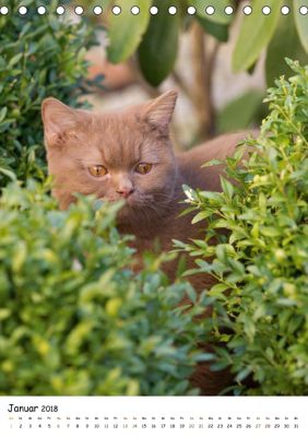 Bezaubernde Britisch Kurzhaar Katzen Tischkalender 2018 Din