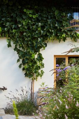 Bio Wein Im Eigenen Garten Buch Versandkostenfrei Bei Weltbild Ch