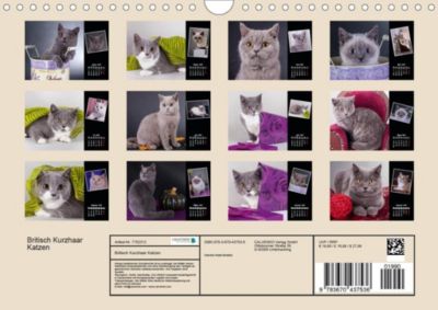 Britisch Kurzhaar Katzen Wandkalender 2020 Din A4 Quer