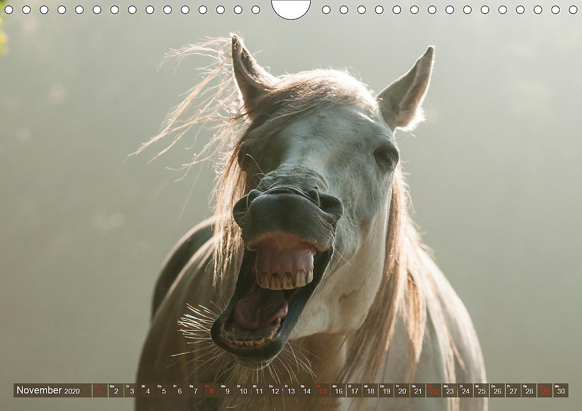 Lustige Bilder Geburtstag Pferde