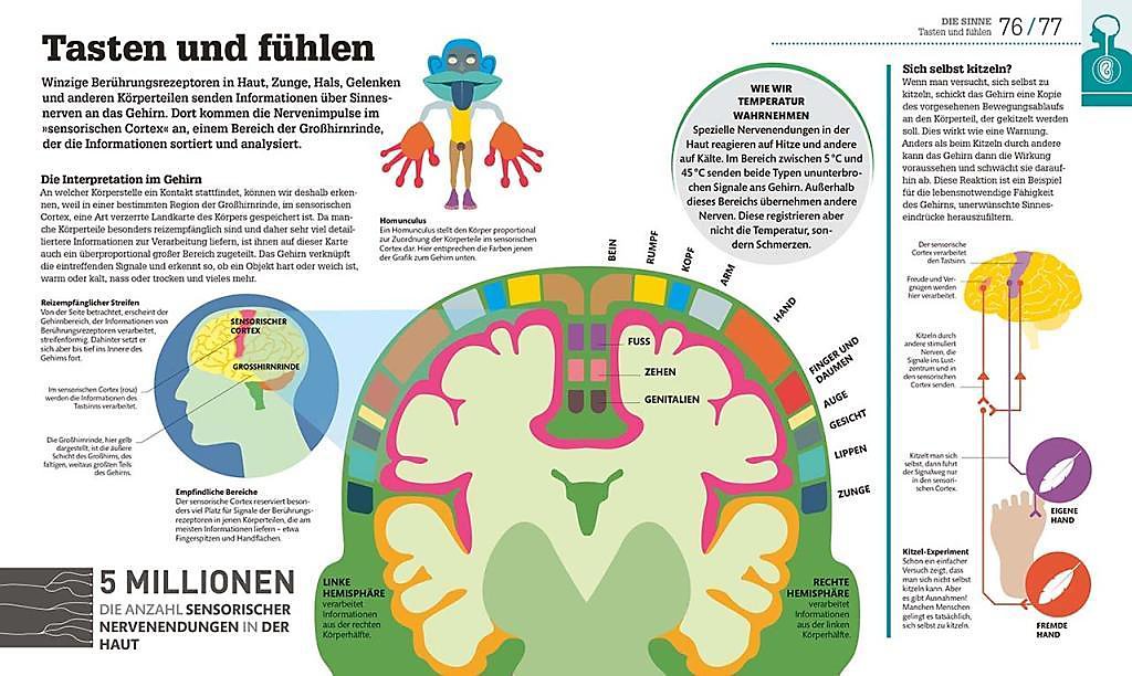 Wie Funktioniert Der Menschliche Körper Wie Funktioniert Der Menschliche Körper