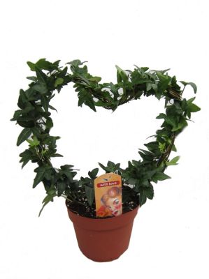 EfeuHerz ideal als Geschenk, 12 cm Topf, gesmt ca. 45 cm hoch