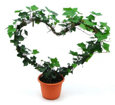 EfeuHerz ideal als Geschenk, 12 cm Topf, gesmt ca. 45 cm hoch