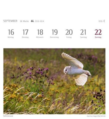 Eulen Kalender 2019 Kalender it 53 Postkarten PDF